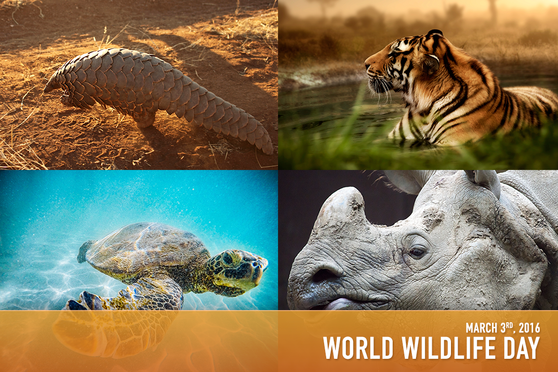 wildlife protection trade in wildlife articles wildlife protection trade in wildlife articles